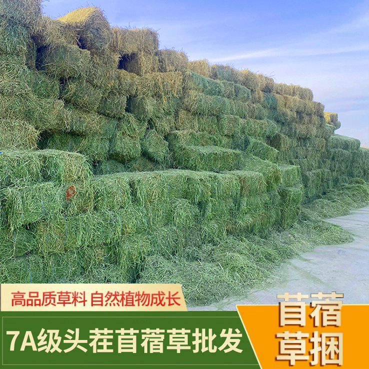Gansu Zoo's Cute Animal Park Fresh Alfalfa Hay, Grass for Alpacas, Feed for Deer, Cattle, and Sheep Gansu Zoo's Cute Animal Park Fresh Alfalfa Hay, Grass for Alpacas, Feed for Deer, Cattle, and Sheep