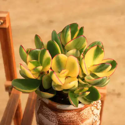 正版新花月锦唐印吸财树多肉植物盆栽肉肉办公室绿植盆栽一物一拍