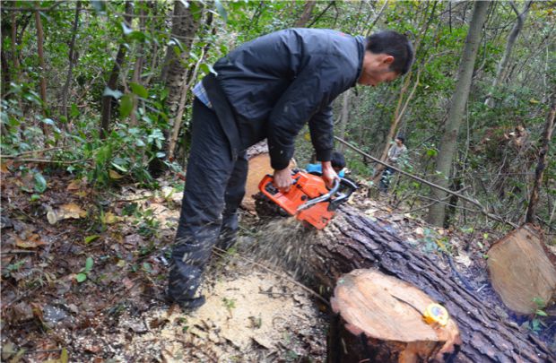 Khối gỗ rắn phân cây thông trụ gỗ hoa đứng cơ sở gỗ cọc gốc cây tự nhiên chạm khắc bàn trà phân - Các món ăn khao khát gốc Ghế đôn gốc cây
