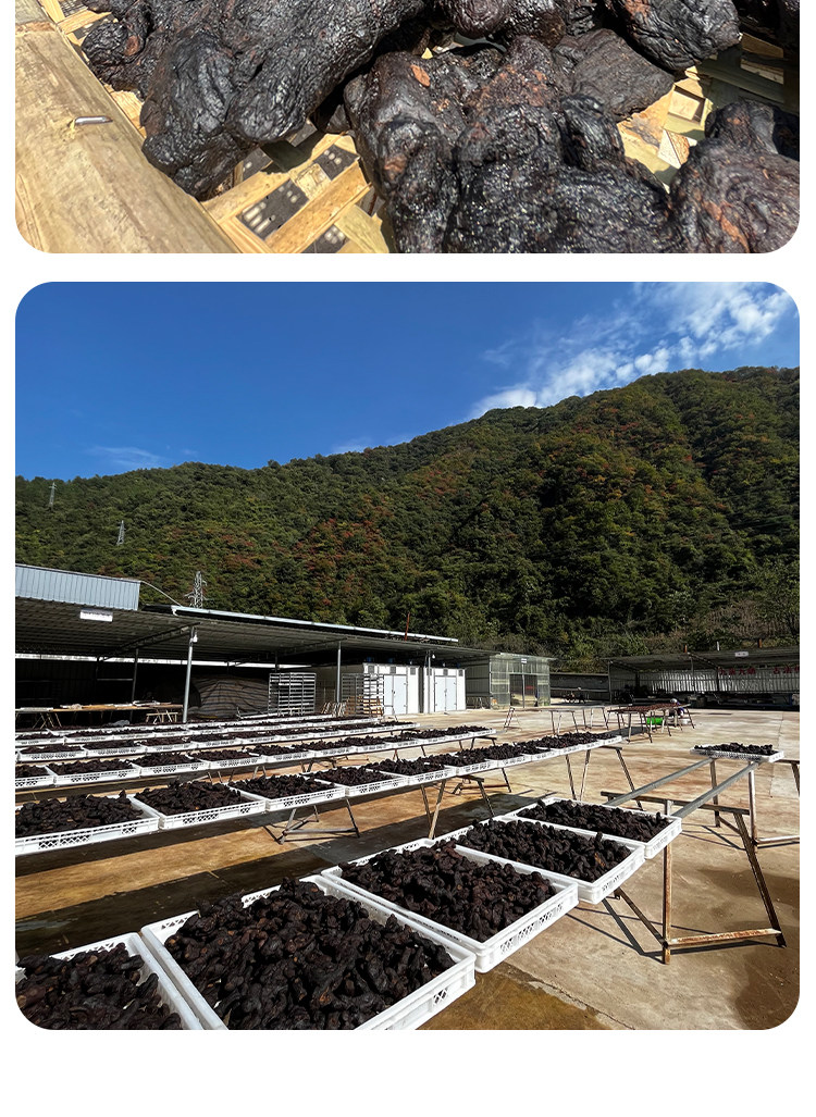 Nine Steamed Nine Sun Dried Huang Jing Fruit Polygonatum Snack 500g preparation