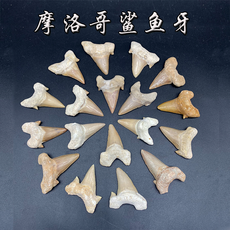 Natural Paleontological Sloth Tooth Shark Tooth Model Fossil Raw Stone Children's Gift Paleontological Fossil Teaching Specimen Natural Paleontological Sloth Tooth Shark Tooth Model Fossil Raw Stone Children's Gift Paleontological Fossil Teaching Specimen