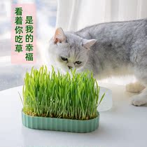Pet cat grass box with cat grass seeds cat hair removal ball cleaning oral hydroponic pie can be nutritious cat grass