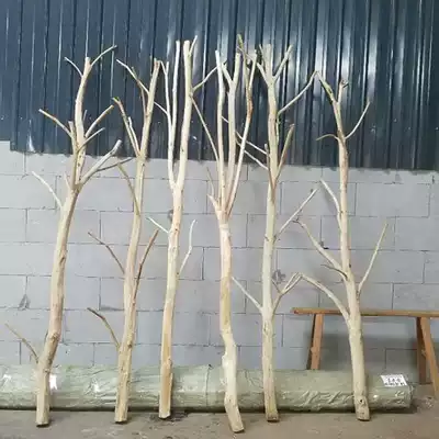 Direct sales natural coarse dry branches, real trees, lucky trees, window decoration, branch modeling, landscape, original ecological white trees, dead trees