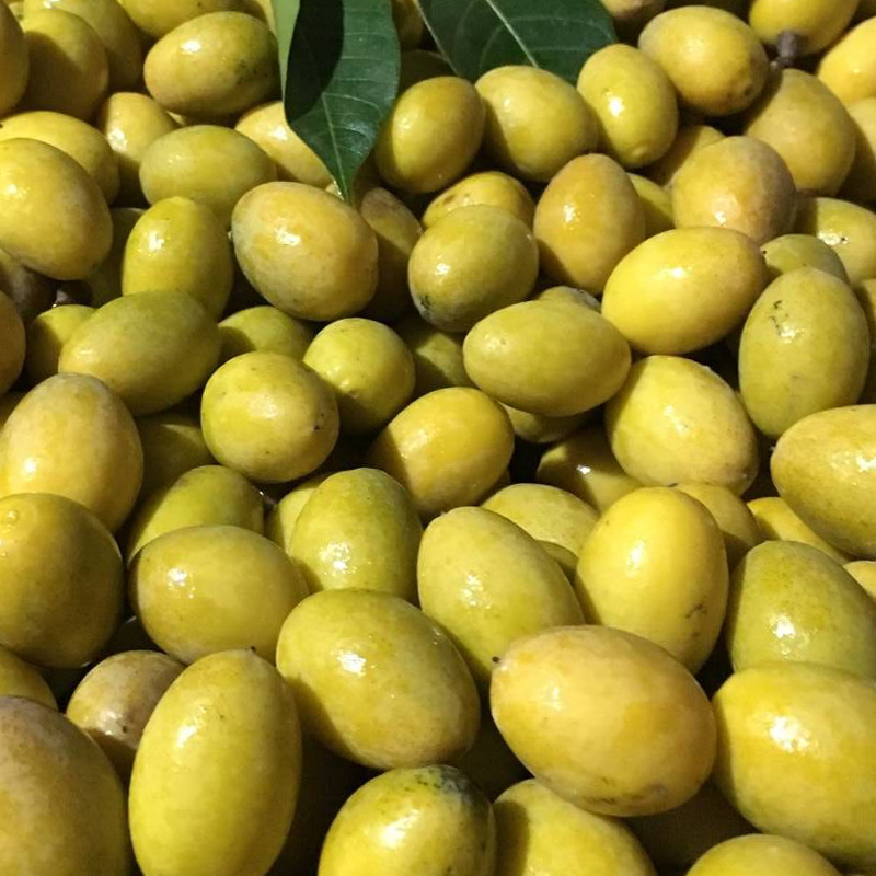 Now off the fresh green olive raw green fruit Chaoshan raw olive fruit pregnant woman sandalwood olives yellow rugby 500g