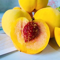 Yellow Peach Fruit Now Extracted