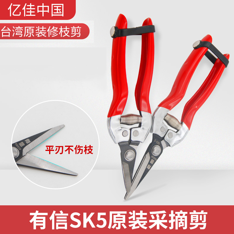 There is a letter picking scissors SK5 Taiwan picking scissors tomato tomato orange picking scissors flat edge thin fruit scissors