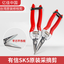 Confident picking of scissors SK5 Taiwan picking scissors tomatoes tomato orange picking scissors flat edge thin fruit scissors