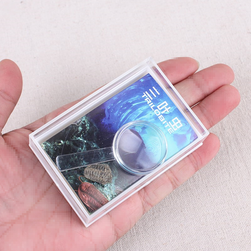 Ancient Bio Fossil Mini Trilobite Fossil Specimens Raw Stone Ornamental Distant Ancient Animal Marine Science Teaching Gift-Taobao