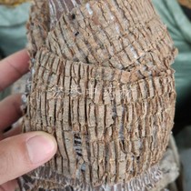 Chinese medicinal materials Eucommia ulmoides Eucommia bark 500g