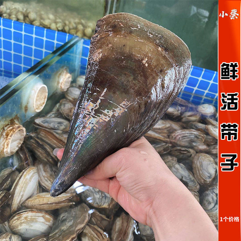 鲜活野生带子和养殖带子有什么区别?哪种更适合烧烤?-扇贝-淘宝好物网