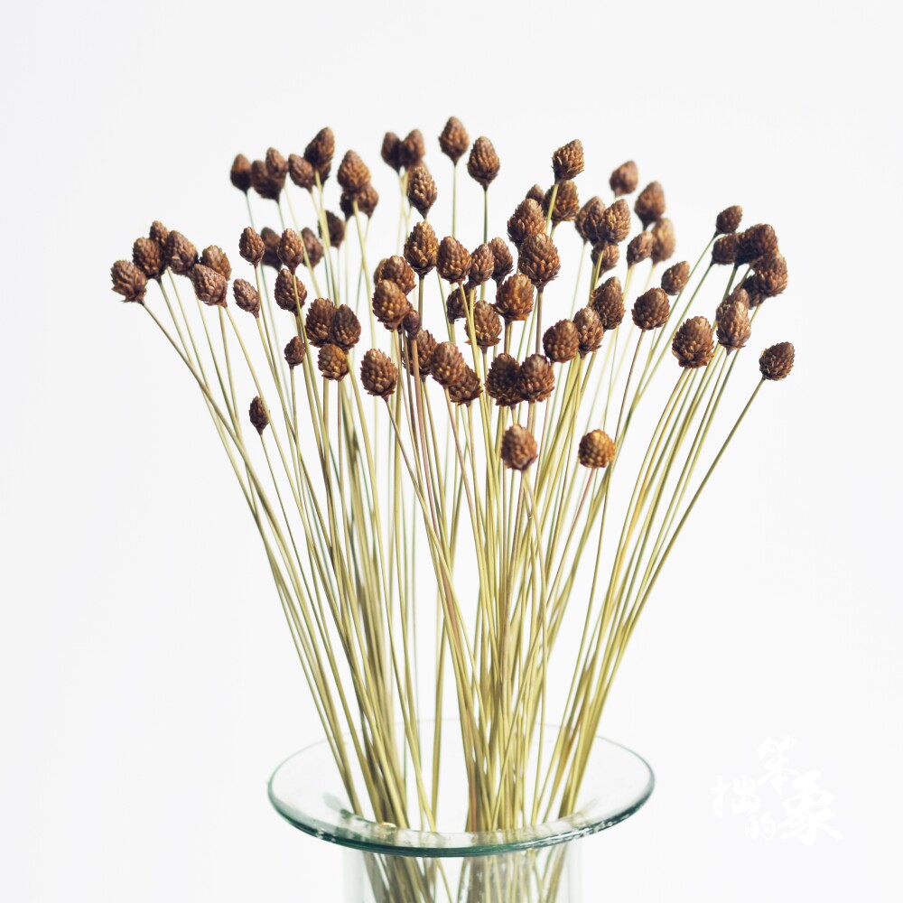 Pine Ball Flower South America Imported Dry Flowers Real Flowers Natural Evergreen Flowers Small Bouquet Taobao Photo Props Small Pine Nuts Dried Flowers