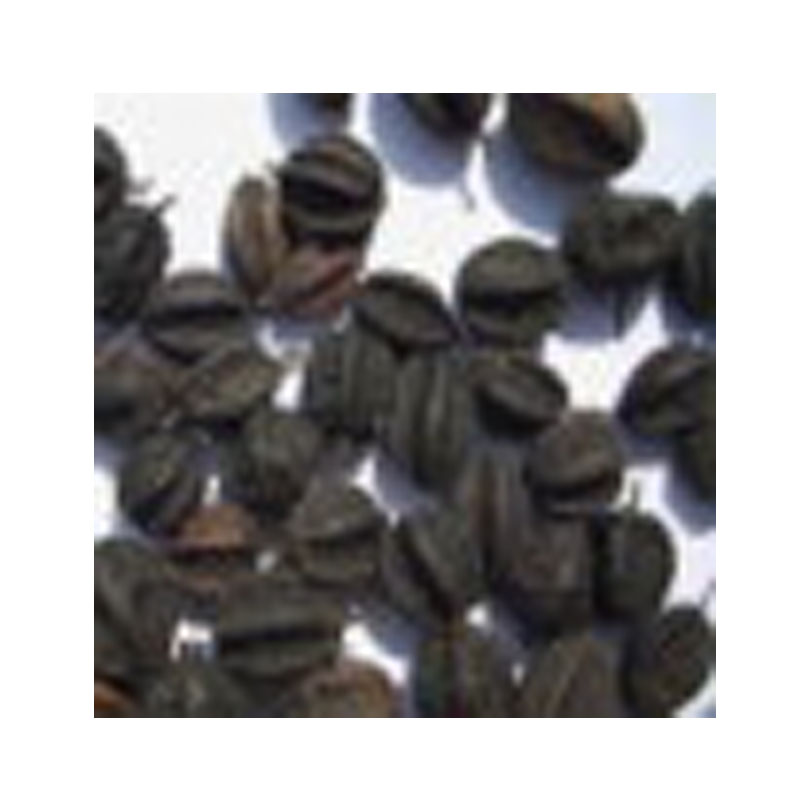 Northeast acanthopanax senticosus seed pure natural wild acanthopanax senticosus fruit fresh dry goods 250g native