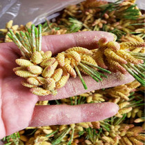  Pine pollen Changbai Mountain Pine needle Tea Wild Mountain Zhen Powder Authentic Horsetail pine pollen new 250g broken wall