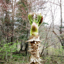  Thorn buds fresh mountain vegetables thorn dragon teeth thorn old buds Changbai Mountain farm vegetables 500g full 2 pieces