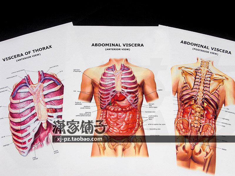 Anatomical atlas of human abdominal viscera (front and back-chest) AbdominalViscer English decorative painting