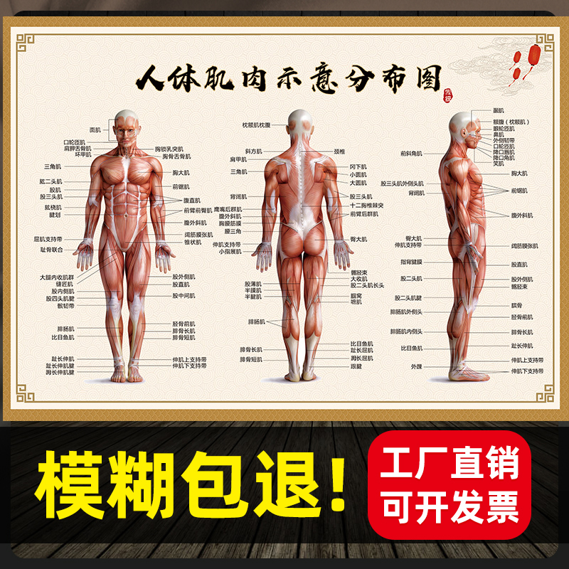 Human Muscle Figure Anatomical Figure Bodybuilding Training Chart Construction Wall Chart Full Body Skeletal Distribution Organ Wall Patch