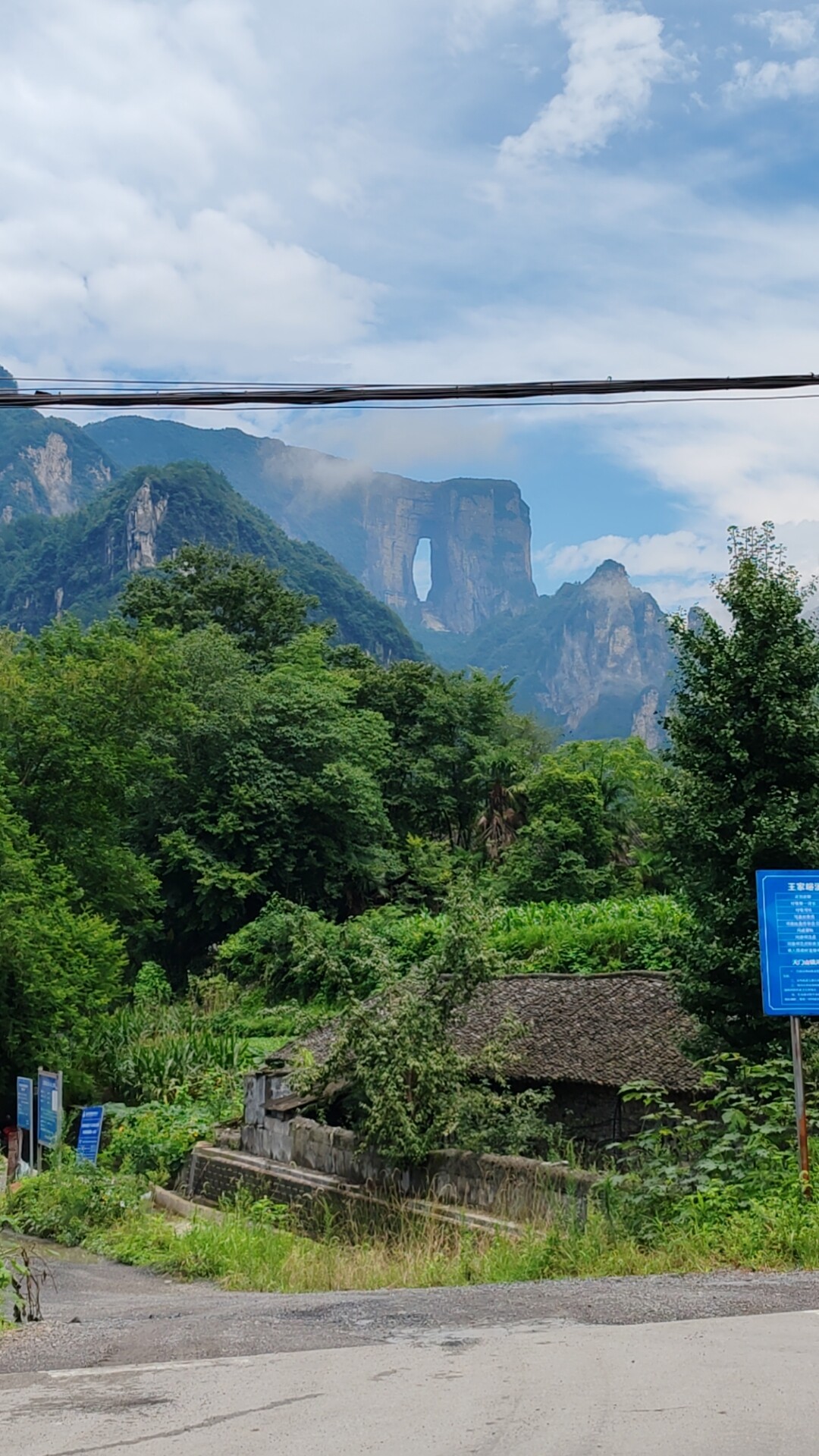 湖南湘西土特产芽尖莓茶
