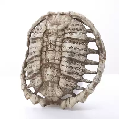 Turtle shell ornaments retro oracle bone inscriptions remote evil longevity resin crafts home wall antique ornaments landscaping