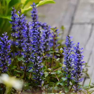 Naked Heart Garden Ji twelve single tendons and bones Potted Perennial Cold-resistant flowers Courtyard Garden Evergreen root plants