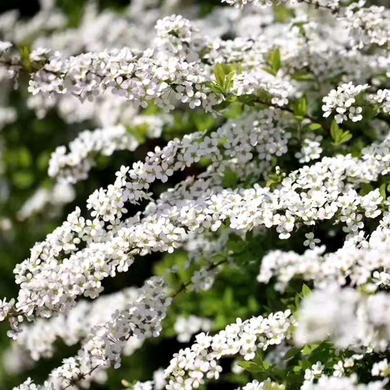 Pink flowers spray snowflake potted seedlings Balcony courtyard garden flowers and plants bloom like snow thread leaves embroidered chrysanthemum snow willow