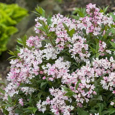 Dezu flower snow snow cherry blossom potted flower ground plant flower shrub balcony indoor potted garden pink flower Pink