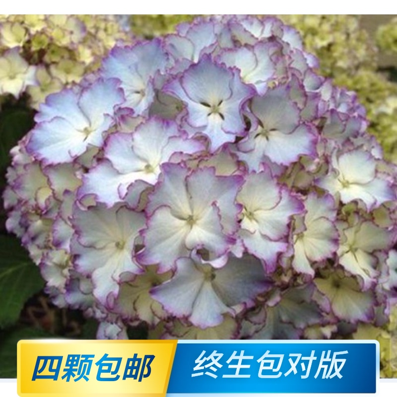 Big Flower Double-petaled hydrangea seedlings Wanhua mirror Mona Lisa Leon Fairy Kiss Revolution Galaxy Hydrangea Outdoor
