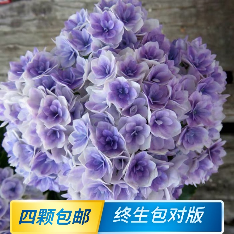 Big flower hydrangea seedlings Princess Charlotte endless summer bride Hui Night Ji potted garden outdoor hydrangea with flowers