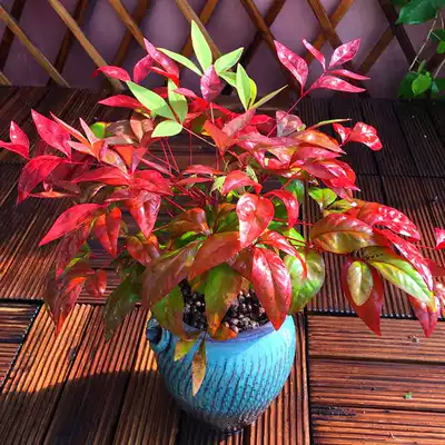 Naked heart garden flame Southern bamboo tree seedlings potted red leaves autumn winter red color leaves evergreen shrubs garden plants