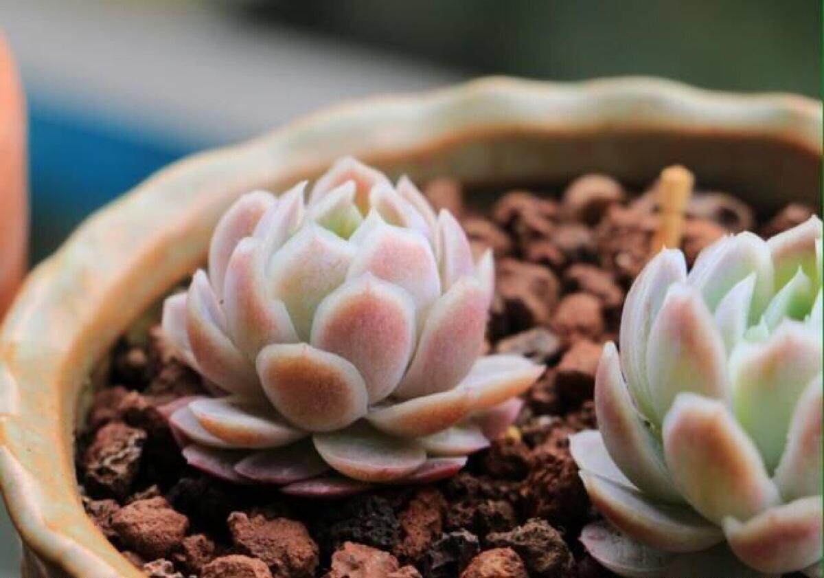 多肉植物的萬能用土 透氣保水營養豐富 淘寶海外