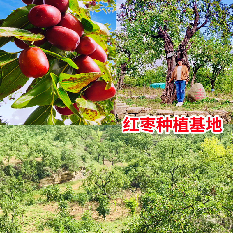24年新酒枣醉枣,山西黄河滩枣的魅力何在?-枣类制品-淘宝好物网