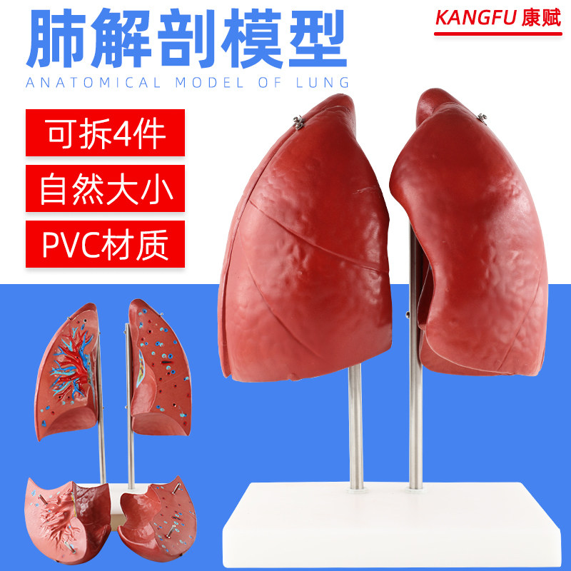 肺模型人体肺解剖模型肺部支气管呼吸系统结构造教学医学教具模型