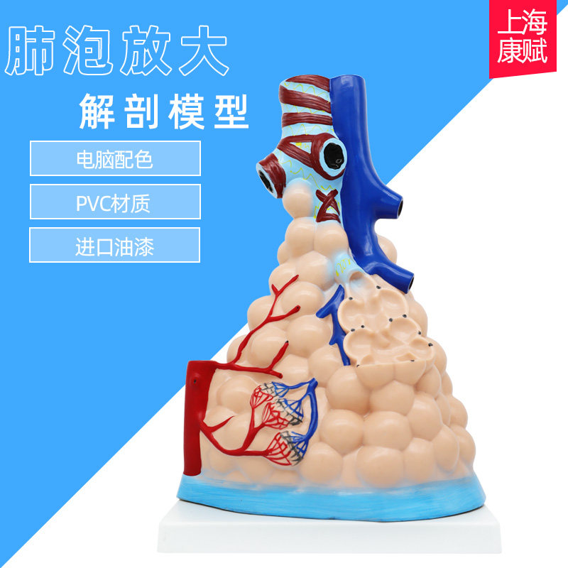 人体肺泡模型肺部放大模型肺泡展示模型医用教学模型肺的组织结构