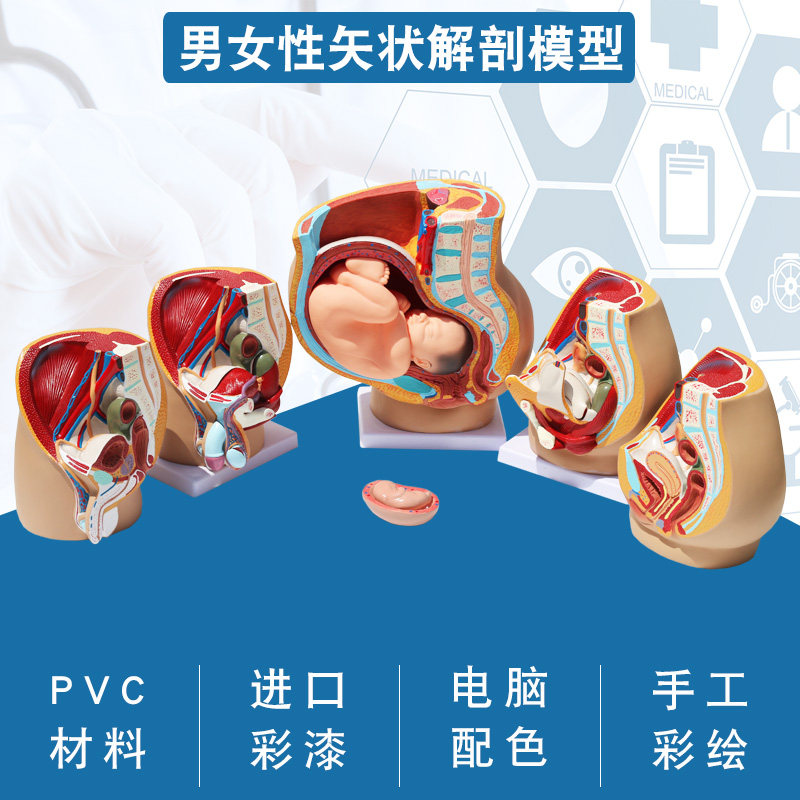女性妊娠男性矢状解剖盆腔腹部切面生殖器会阴医用教学解剖模型