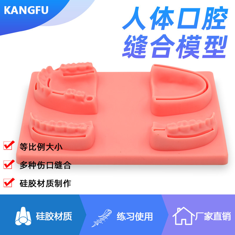 仿真口腔缝合模型带牙齿牙龈缝合医用教学训练工具牙周缝合练习