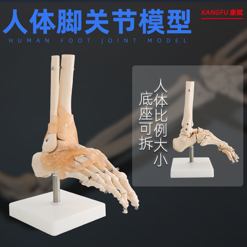 人体脚关节模型脚踝脚部骨骼结构造足部足骨腓骨趾骨科教学医学