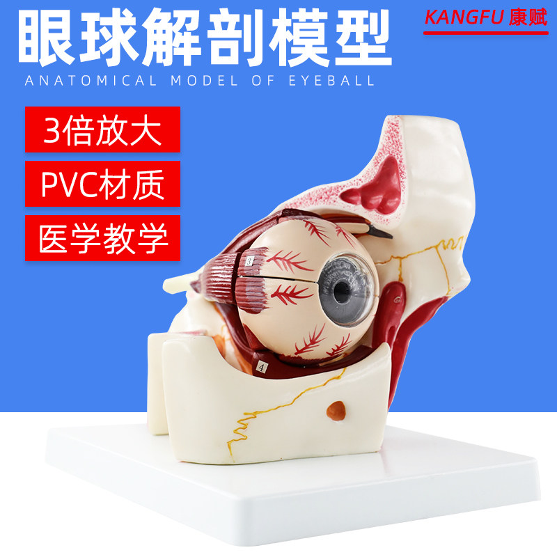 眼球模型眼球与眼眶放大模型解剖眼睛眼外肌模型结构造示教学医学