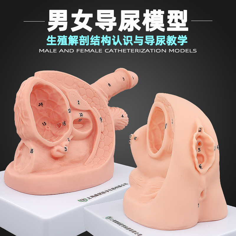 Simple Demonstration of Male and Female Internal and External Genital Anatomy, Urinary Catheterization Training, and Practice of the Urinary System Teaching Model Simple Demonstration of Male and Female Internal and External Genital Anatomy, Urinary Catheterization Training, and Practice of the Urinary System Teaching Model