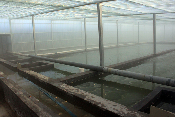 生态园鱼池 (1).jpg