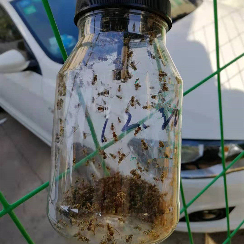 Orchard vegetable sweet potato fruit fly needle bee fruit fly trap fruit fly attractant sex attractant fruit fly potion