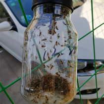 Orchard vegetable field melon fruit fruit fly needle Bee fruit fly trap fruit fly attractant sex attractant fruit fly potion