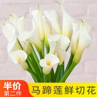 White calla lily base directly supplies niche flowers