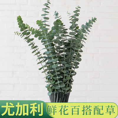 Eucalyptus leaves, Yunnan fresh flower and grass base, straight-haired flower materials, bouquets, vase water, flower art, and surrounding grass flowers