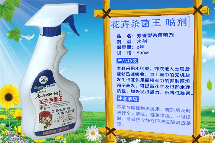 Cây hoa diệt côn trùng gián, giun thịt, thối đen, bột rễ, đốm đen, carbendazim cuộn ống nước tưới cây