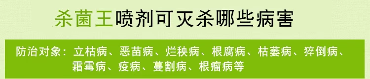 Cây hoa diệt côn trùng gián, giun thịt, thối đen, bột rễ, đốm đen, carbendazim sỏi trồng cây