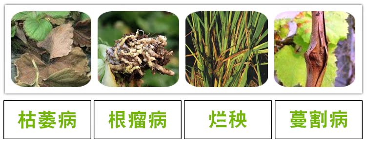 Cây hoa diệt côn trùng gián, giun thịt, thối đen, bột rễ, đốm đen, carbendazim cuộn ống nước tưới cây
