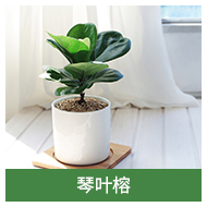 Yulu đa-nhỏ trồng công cụ làm vườn màu xanh lá cây công cụ trồng làm vườn trong chậu nguồn cung cấp hơn 68 nhân dân tệ bình xịt cây