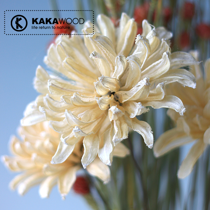 kkw�Ҿ�װ�� ��Ȼֲ��ɻ�