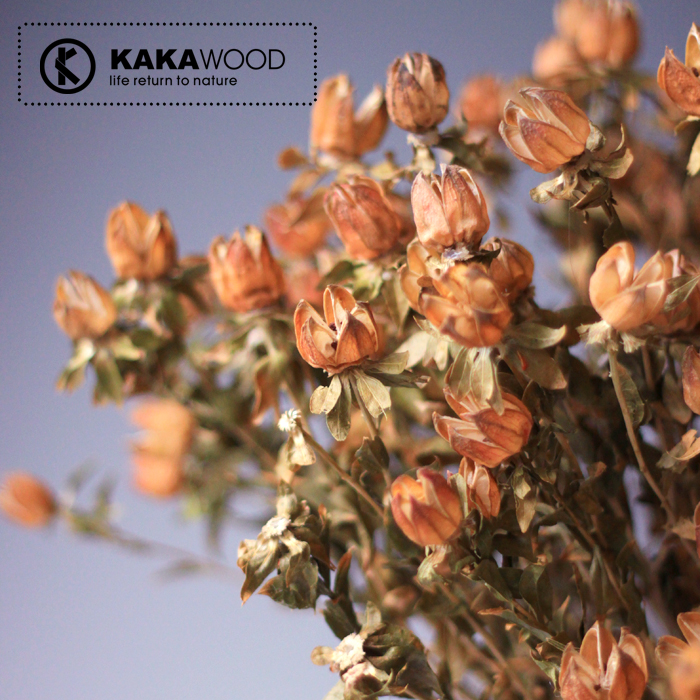 kkw��Ȼֲ��ɻ��Ҿ�װ��