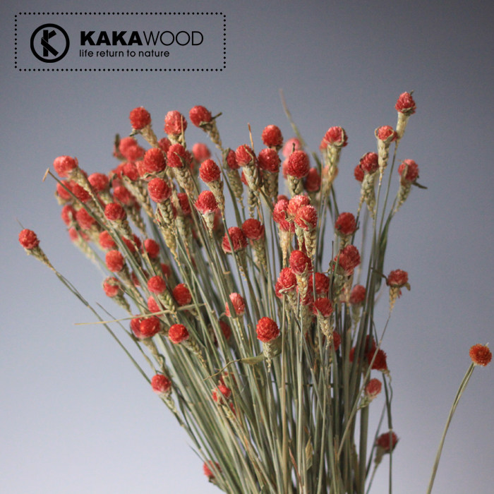 kkw�Ҿ�װ����Ȼֲ��ɻ�ǧ�պ�