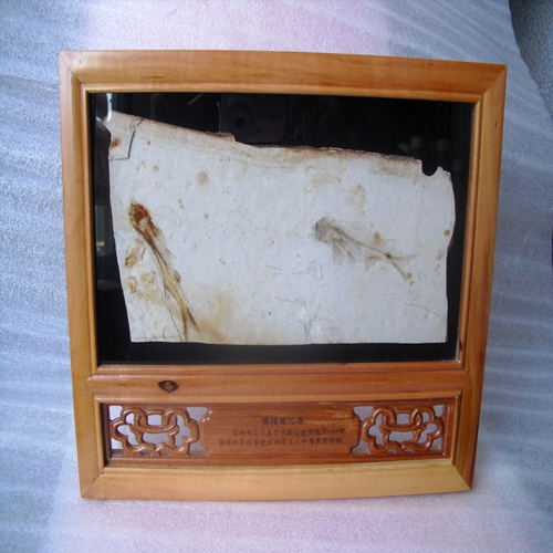 Liaoxi Chaoyang Natural Anti - Bio Liaoxi Quizhu Tongfish Boutique Fossil Box 3271